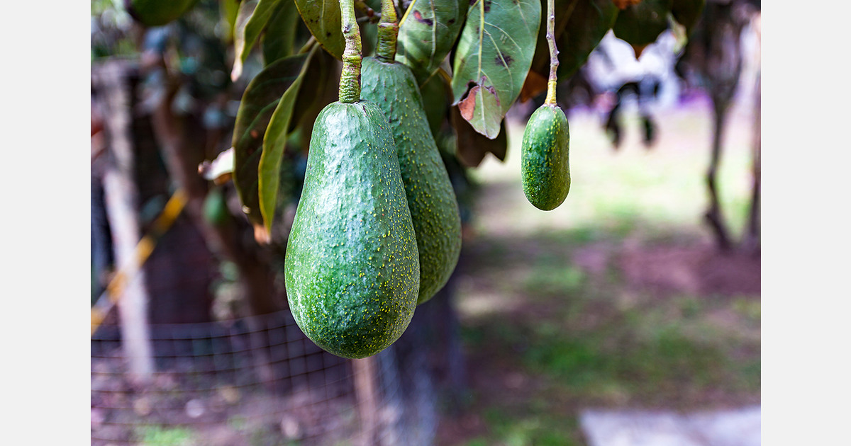 Экспорт авокадо из Марокко в 2026 году: прогноз и анализ
