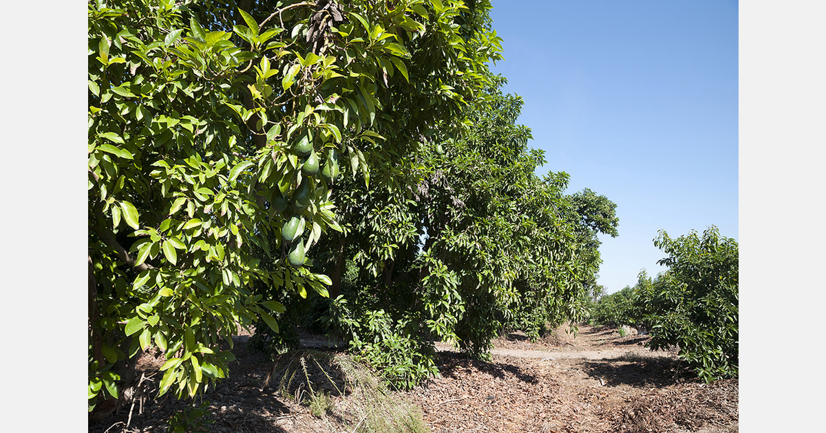 Persea mite spreads across Kenyan avocado orchards