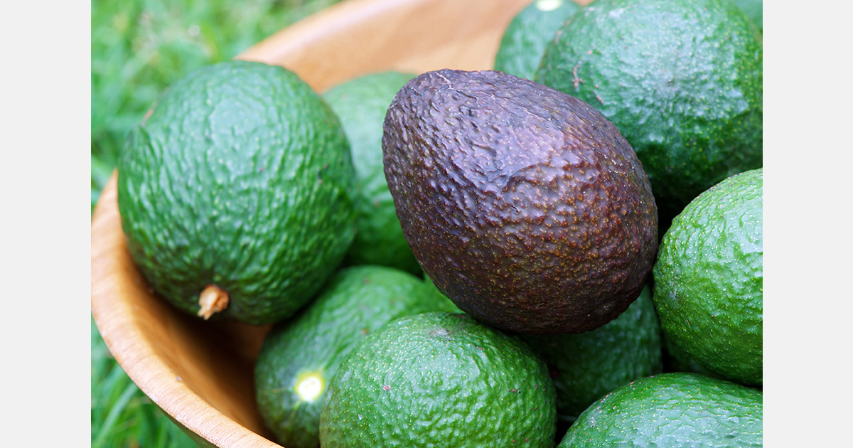 Morocco leads Africa’s 430,000 ton avocado exports in 2025