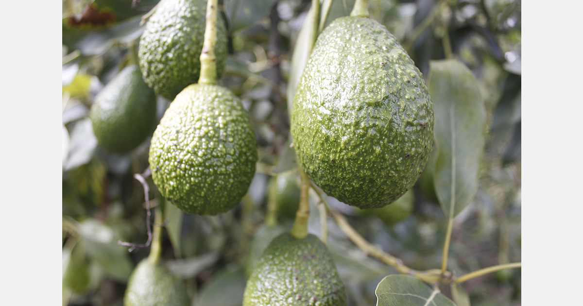 Violence and uncertainty: Is Mexico's avocado production at risk?