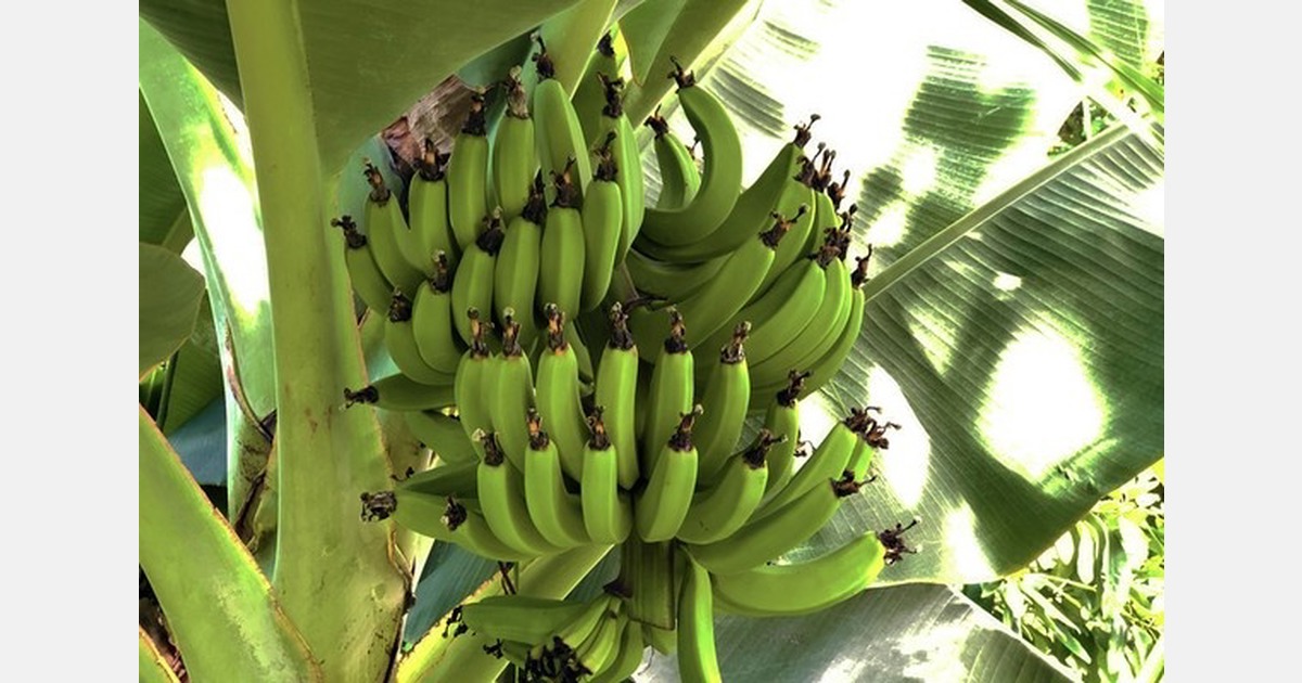 India releases new Kaveri Vaaman banana variety