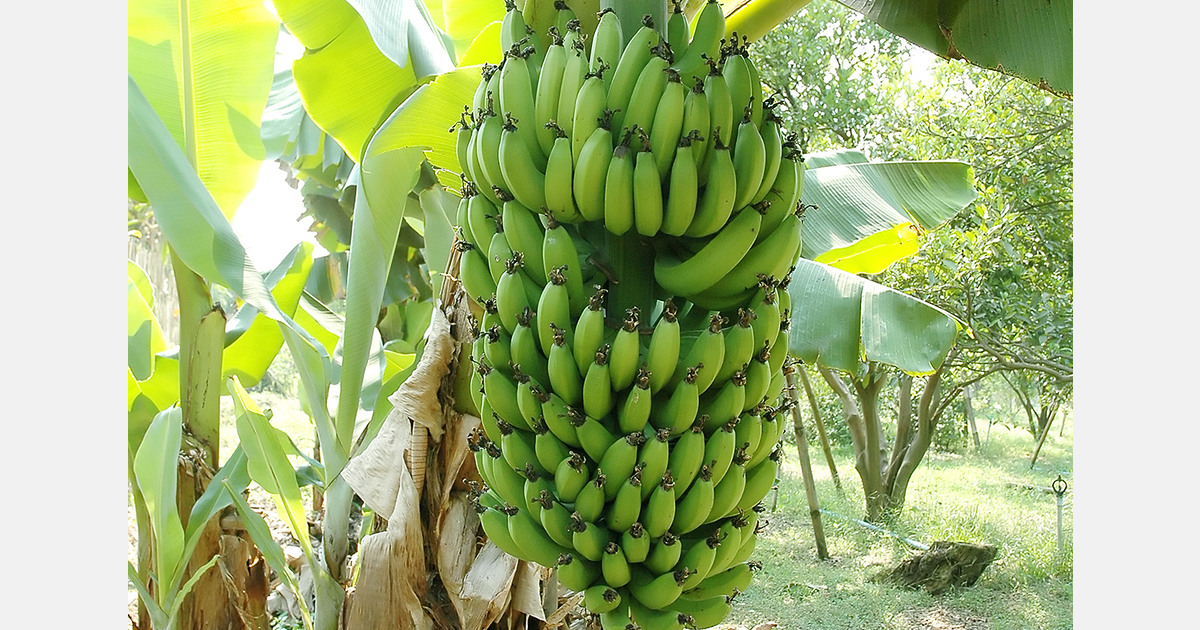 Taiwan banana genome studies reveal breeding solutions to combat Fusarium Wilt