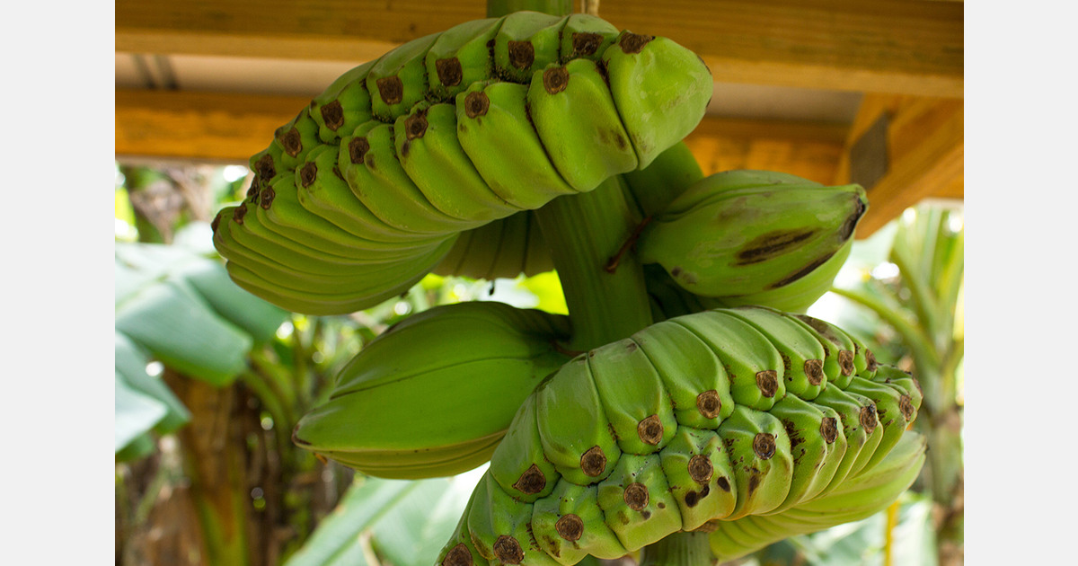Costa Rica assesses progress in developing disease-resistant bananas