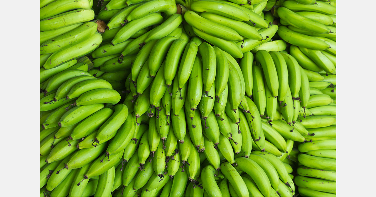 Russia becomes top destination for Ecuadorian bananas