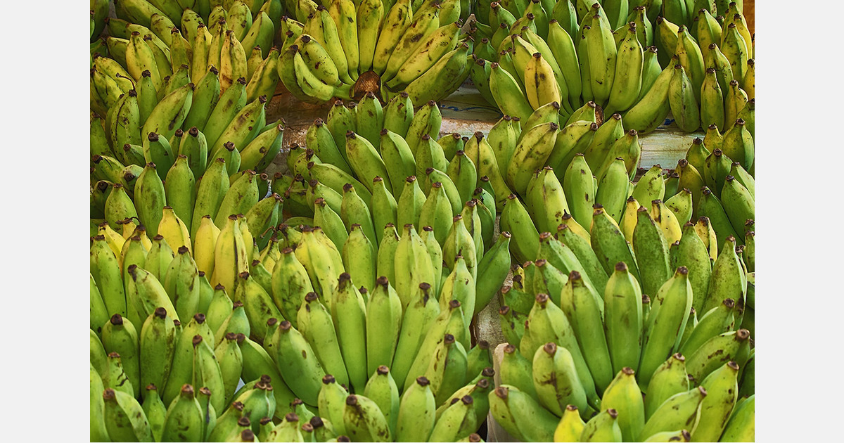 Banana disease trials expand across three continents