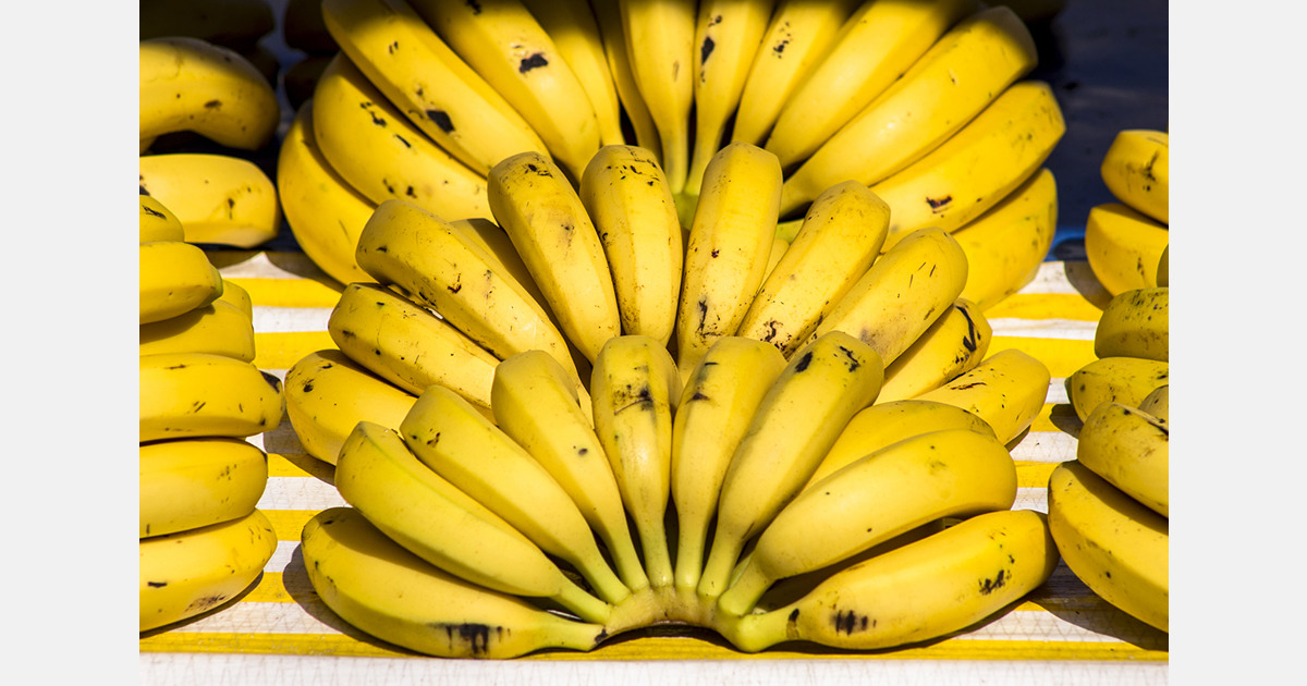 India ships GI-tagged bananas from Karnataka to Maldives