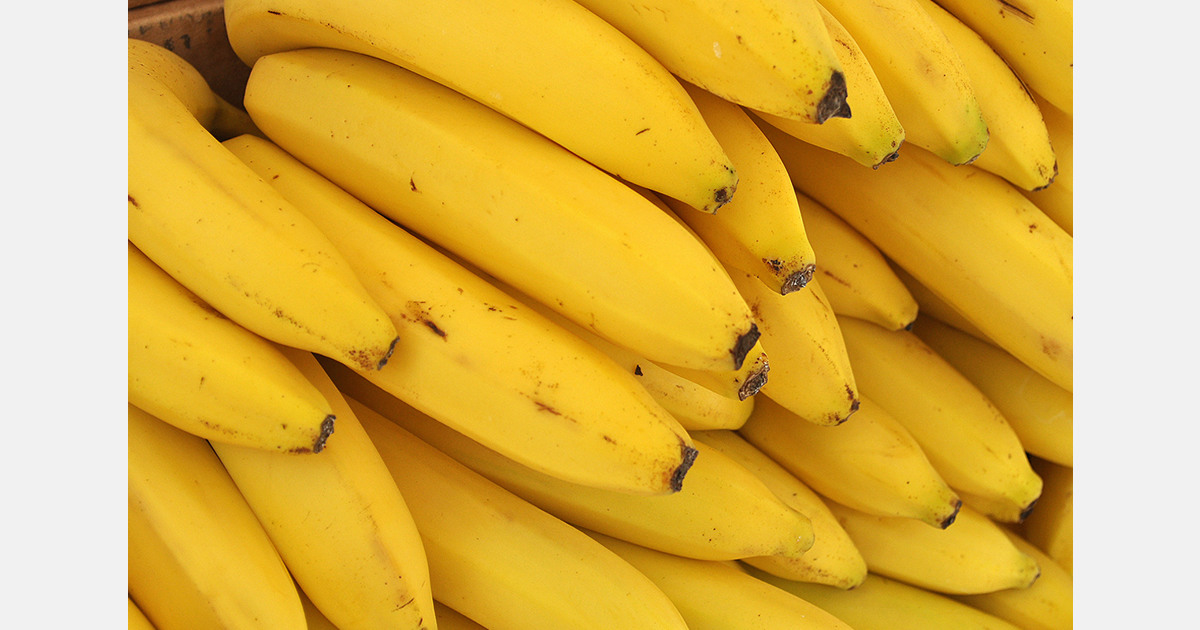 Swiss banana market shows 7% share for plantation workers