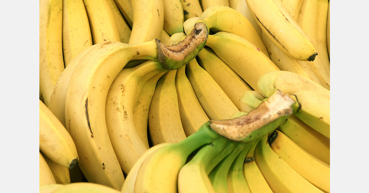 Brazil lifts banana exports by 63% in 2025