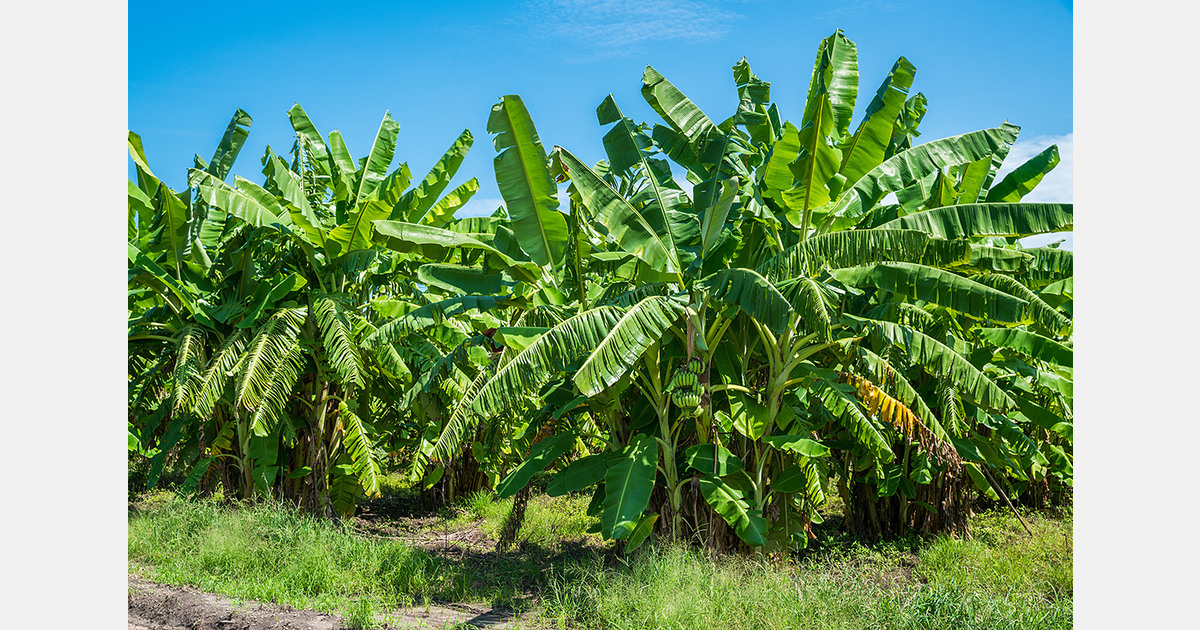Ecuador confirms TR4 on banana farm in El Oro