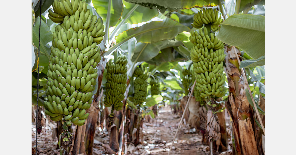 Dutch and German supermarkets lag on banana living wage goals
