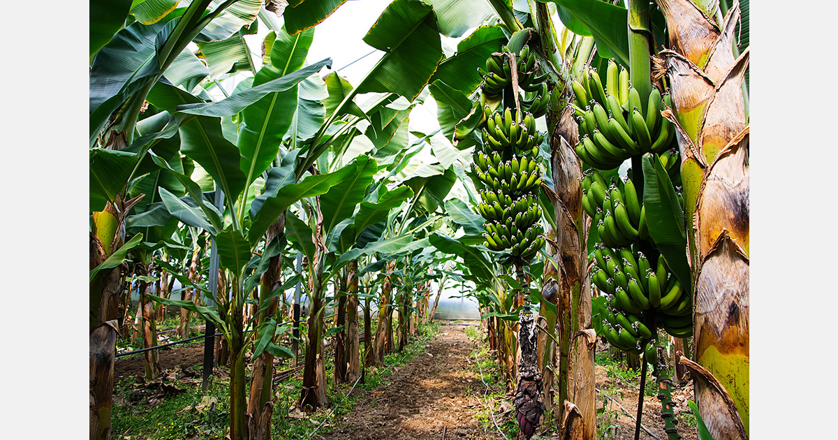 Costa Rican currency pressures trigger 850 banana job cuts