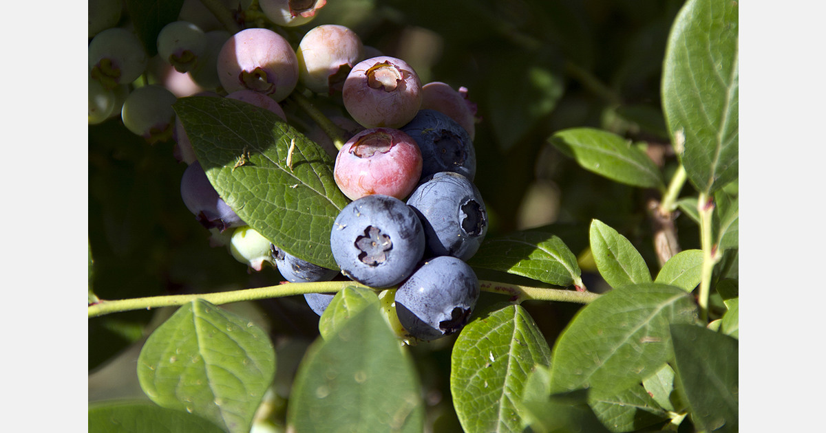 Перуанская голубика тестирует зрелость производства на фоне Эль-Ниньо