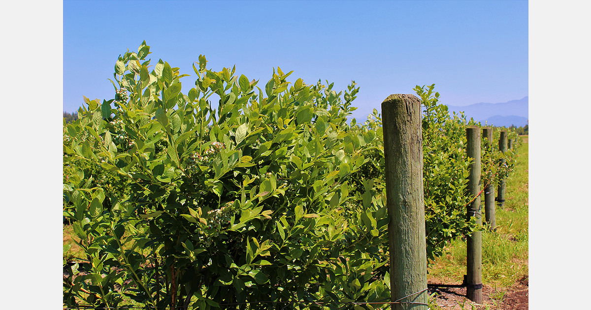 Maine drought causes heavy blueberry and apple losses