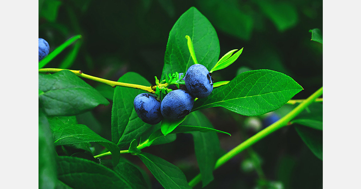 Egypt launches commercial blueberry project in Wadi El-Natrun