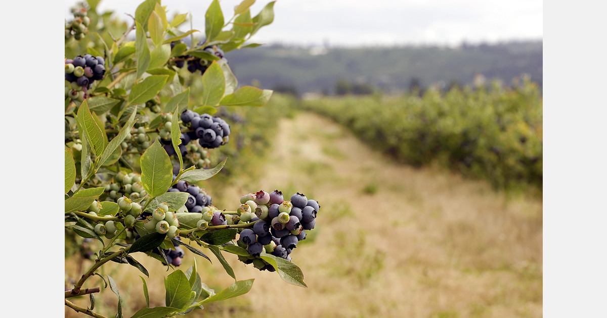 Russian retailer acquires blueberry farm to expand domestic supply