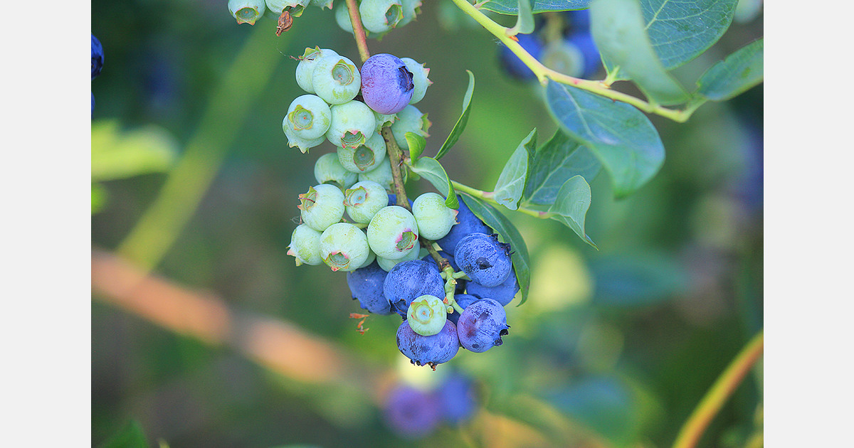 Peruvian blueberry exports diversify across more markets
