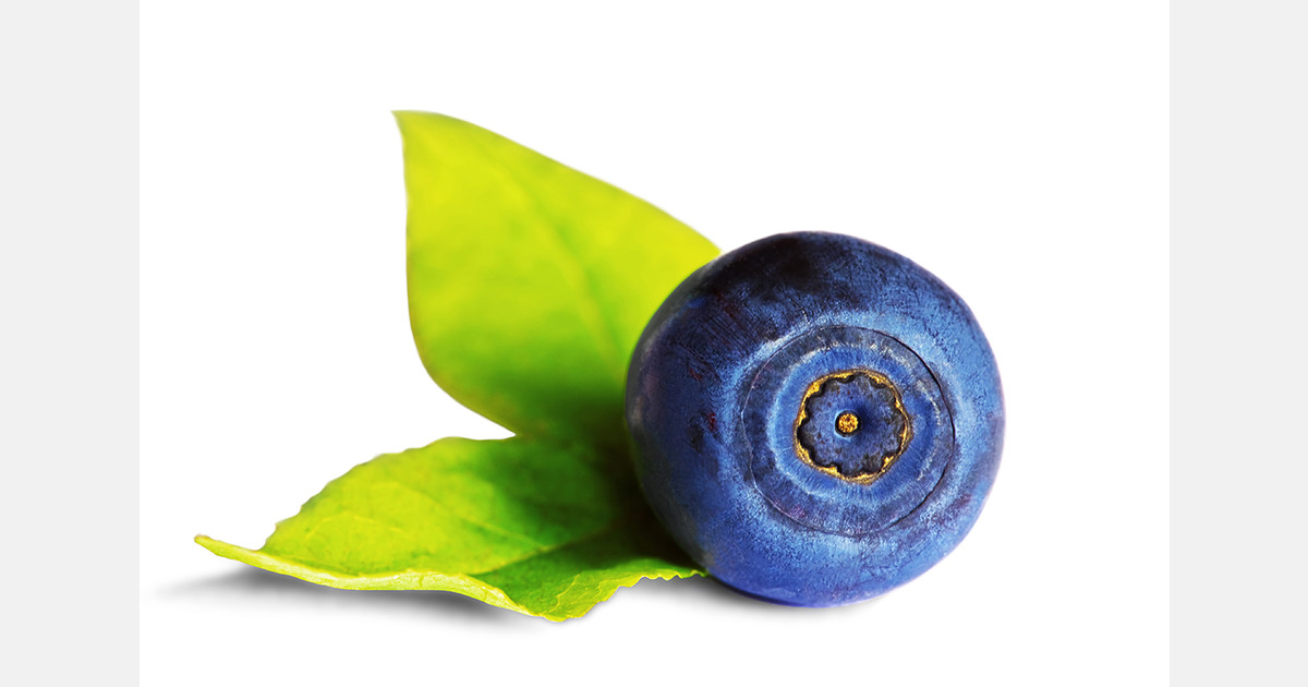 Peru exported a record volume of blueberries in the 2025/26 season
