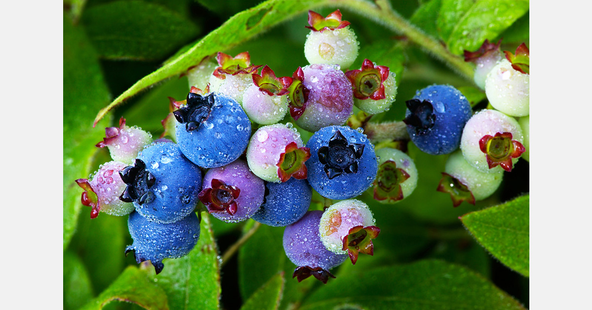 Hawaiian blueberries traced to East Asian origins