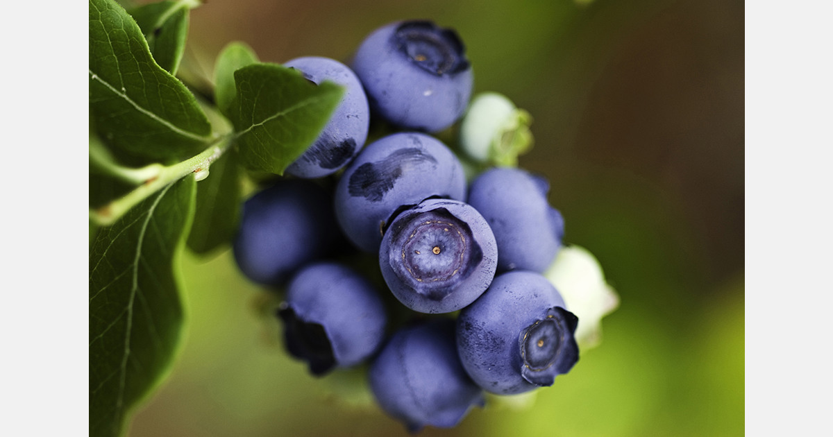 US$16.2 million loan boosts Namibian blueberry expansion