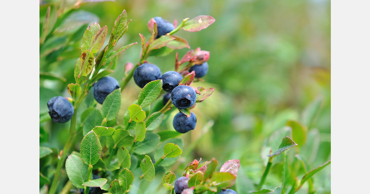 Peruvian blueberry exports reach US$ 2.560 billion as prices adjust