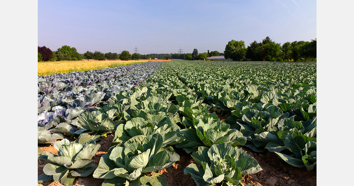 Cabbage oversupply leaves crops rotting in Turkey’s Bursa region