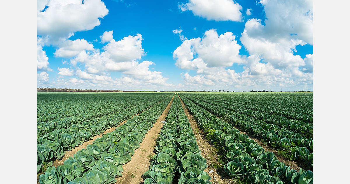 Bulgarian cabbage left unharvested as prices fall below costs