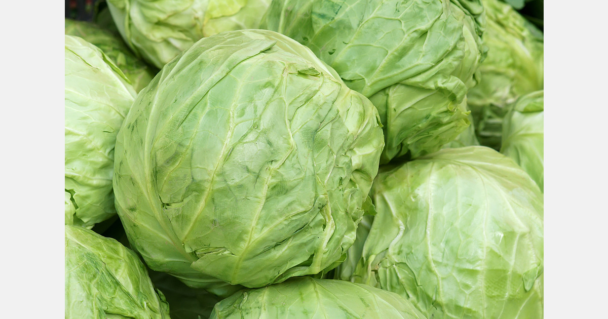 Bulgaria faces record low cabbage prices amid oversupply