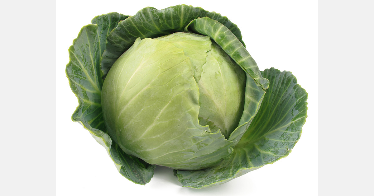 Ukraine’s cabbage market collapses due to oversupply and storage issues