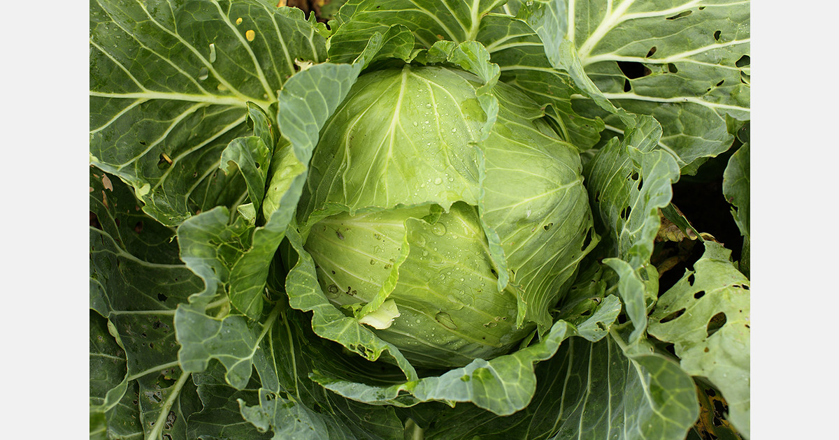 Cabbage harvest in Latvia expected to halve, price increases forecasted