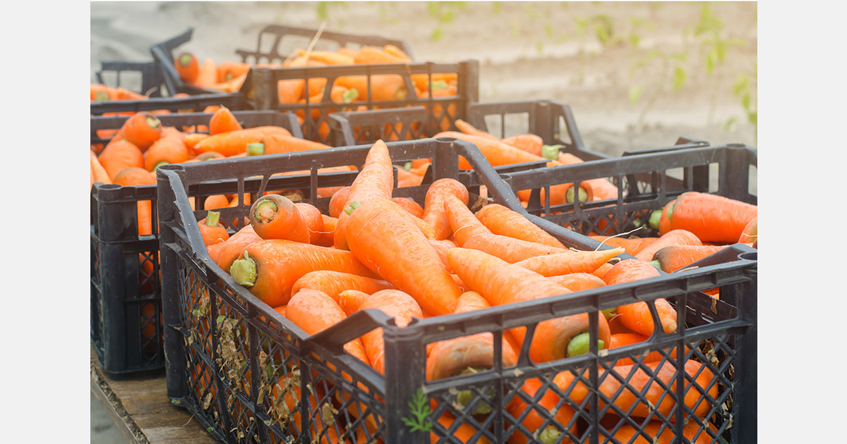 Fewer vegetable farming businesses and smaller cultivation areas