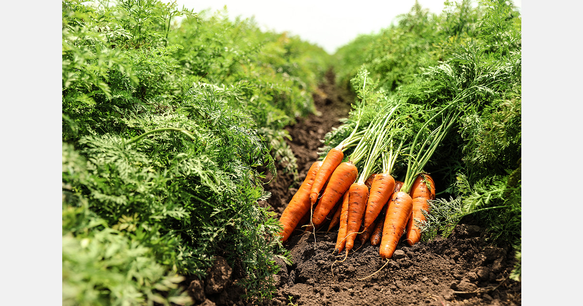 Урожай моркови в Андалусии вырос на 19%, но экспорт упал