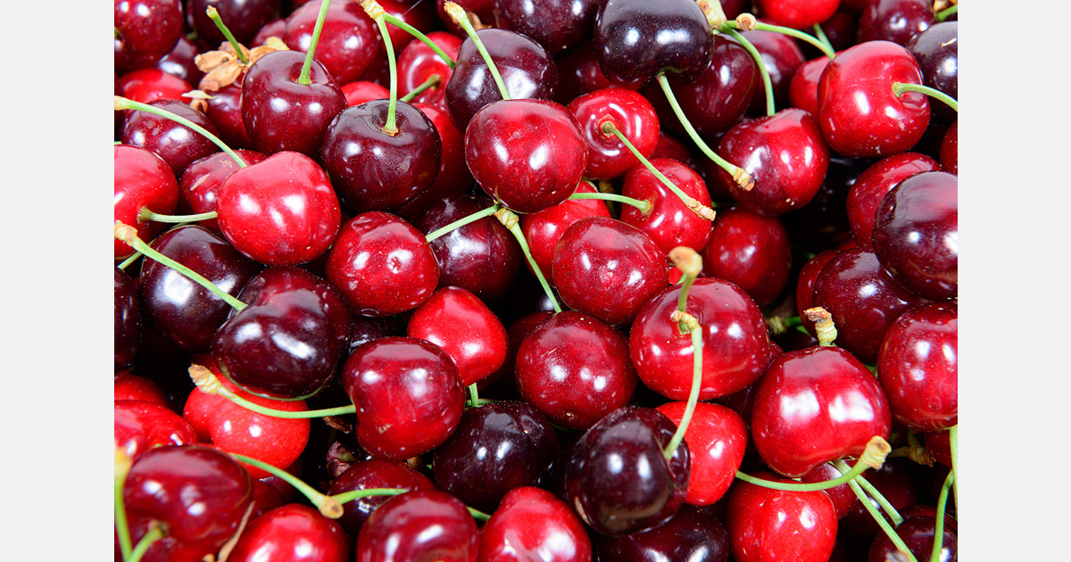 Vietnamese cherry prices fall after import volumes rise