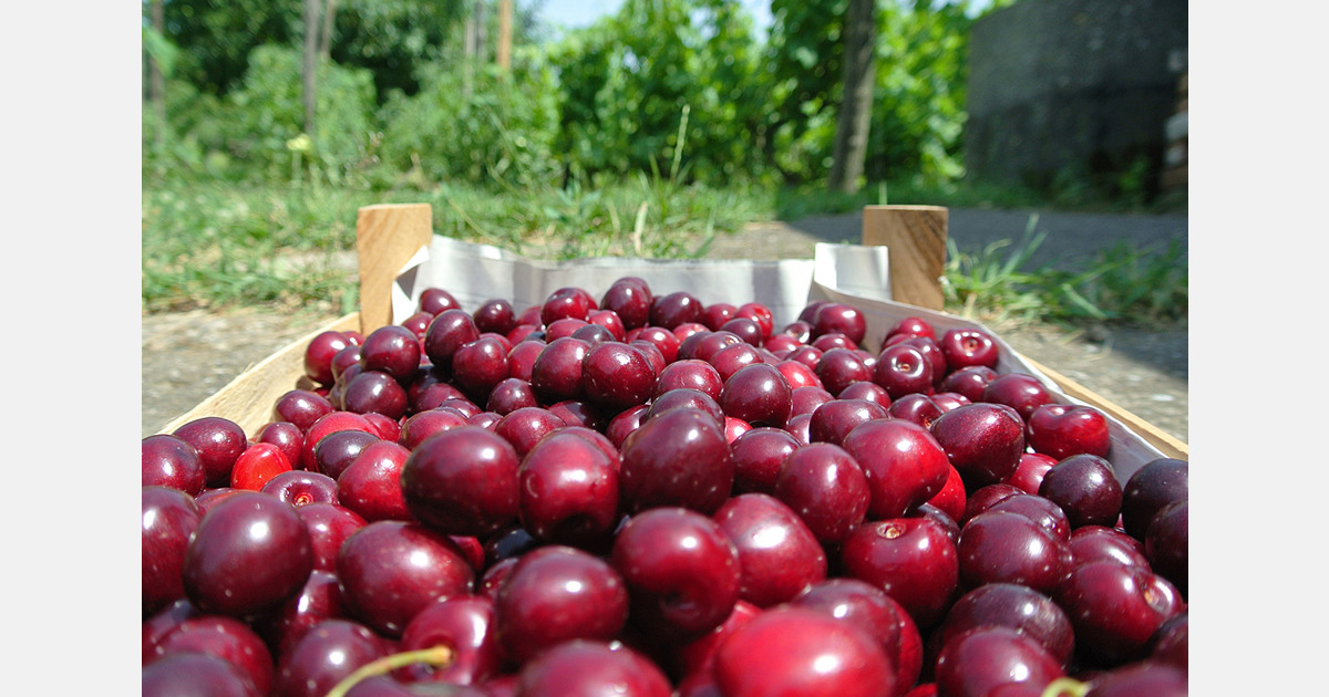 China receives first seaborne Chilean cherries of 2025