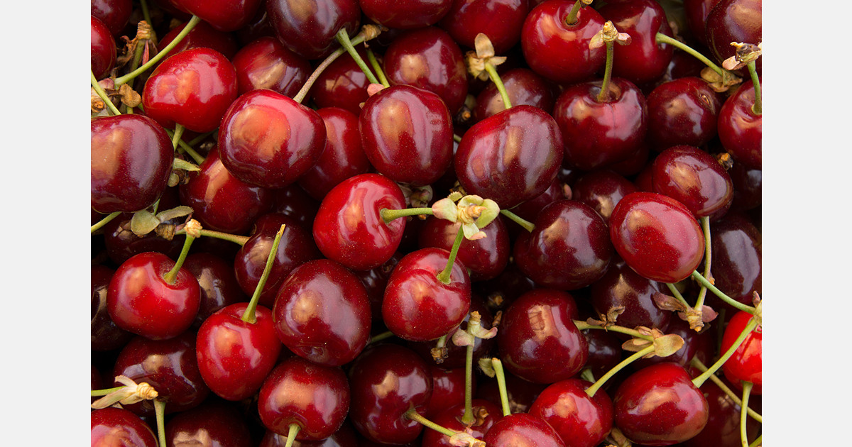 Giá anh đào Chile tăng tại Việt Nam do nhập khẩu giảm