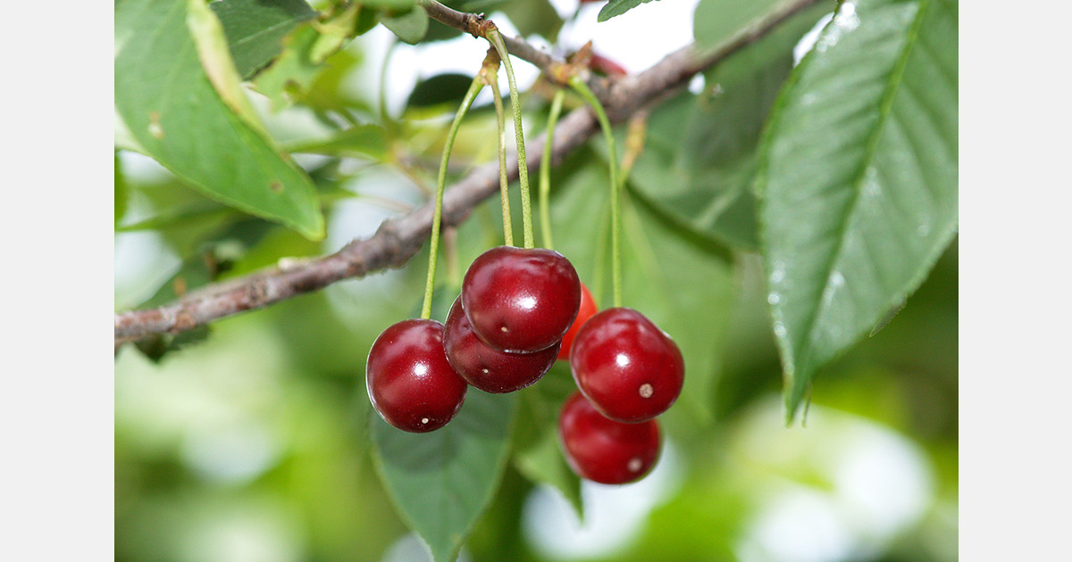 Селекция черешни: Канада хочет сократить вывод сортов до 10 лет