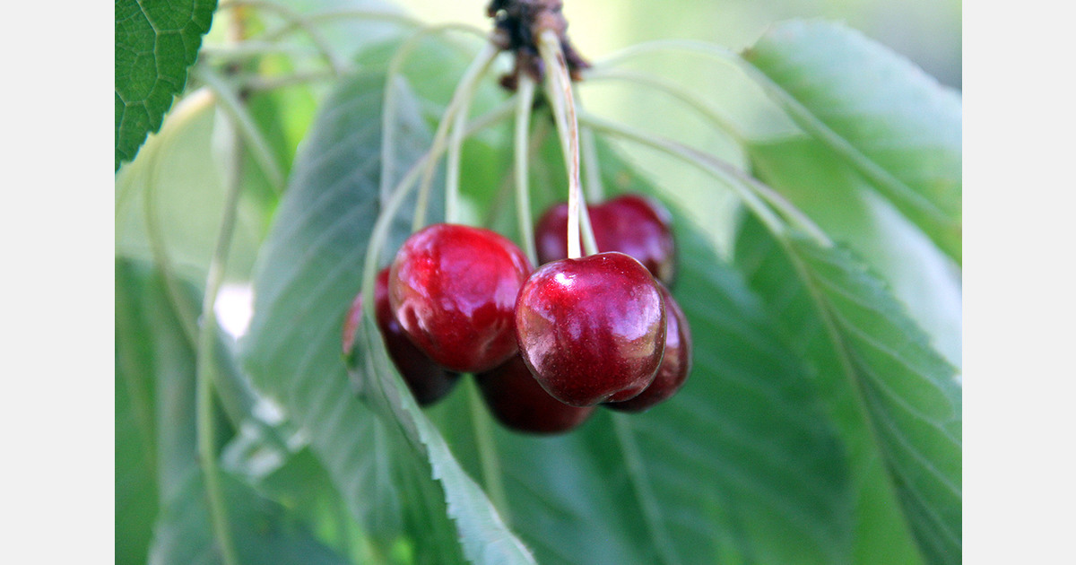 Cherries have opportunities in Peru, especially in premium market niches