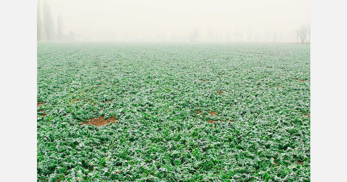 South Korean cold snap lifts produce and input prices