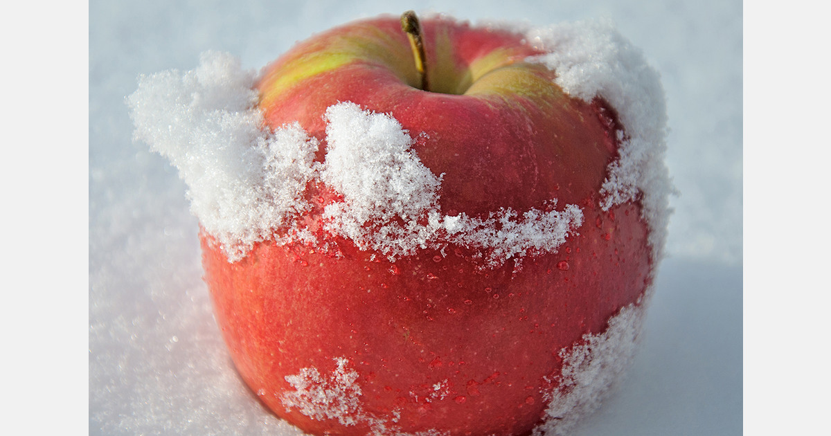Severe frost threatens fruit buds and orchards in Poland