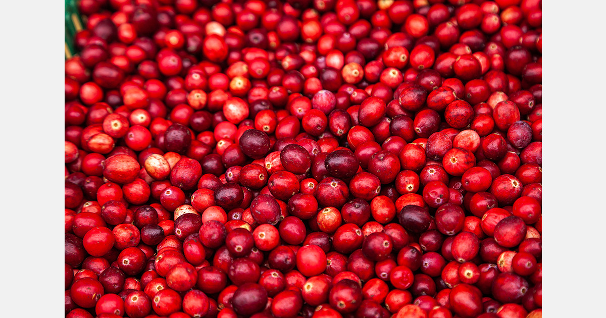 2024 sees a bumper year for cranberries in Estonia