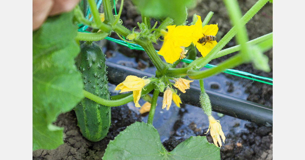 Russia remains dependent on vegetable imports as greenhouse expansion slows