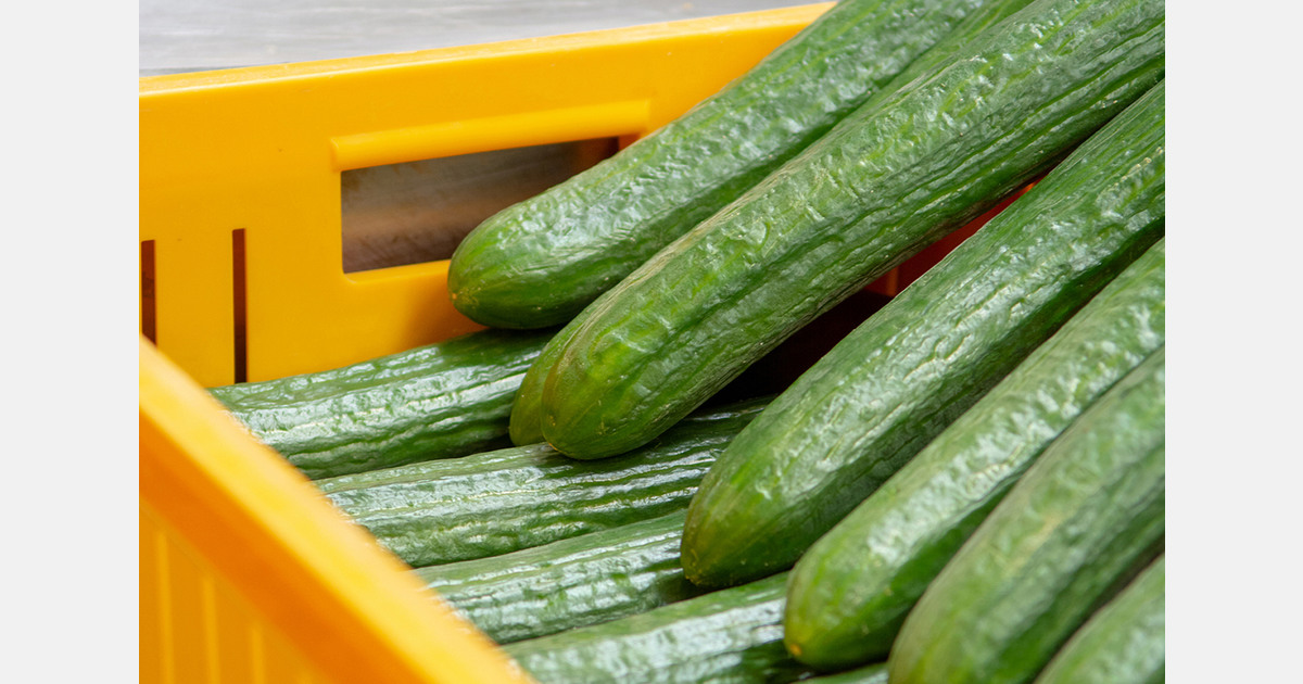 Cucumbers now lead Almería's fruit and vegetable exports, surpassing peppers