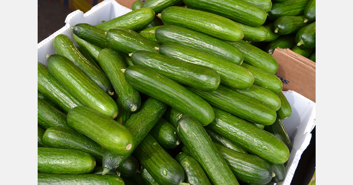 Sweden tests edible coating to replace plastic cucumber wrap