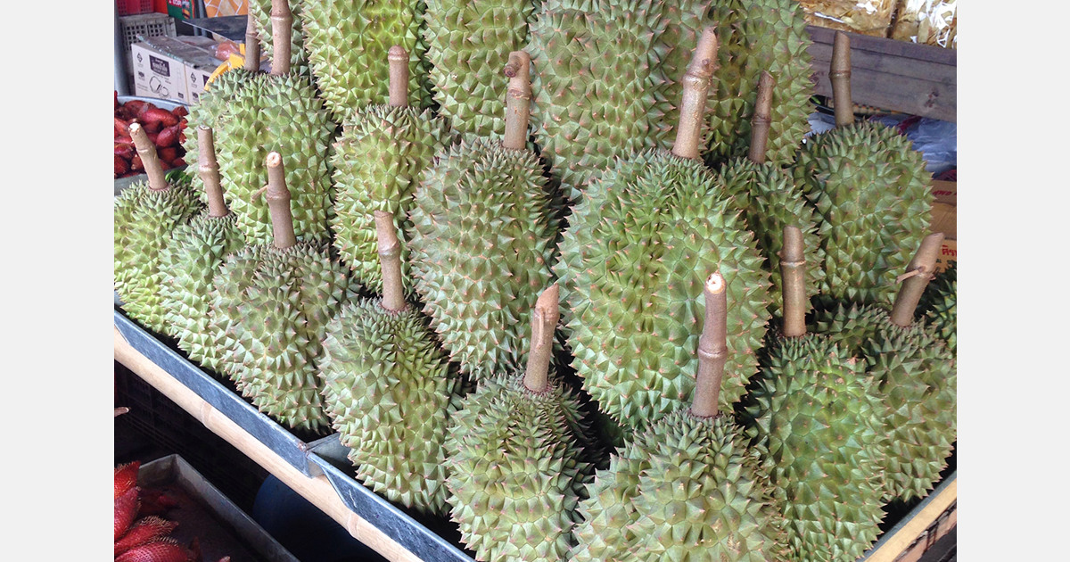 Vietnam durian exports to China rise by US$500 million