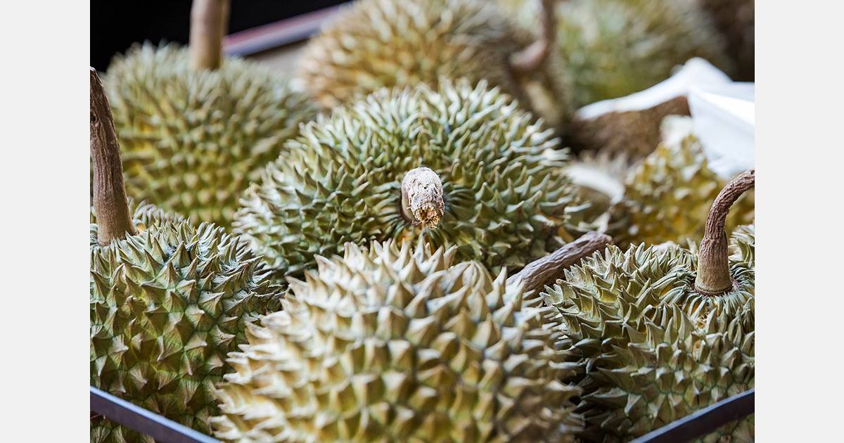 Malaysian durian oversupply linked to export-grade quality issues