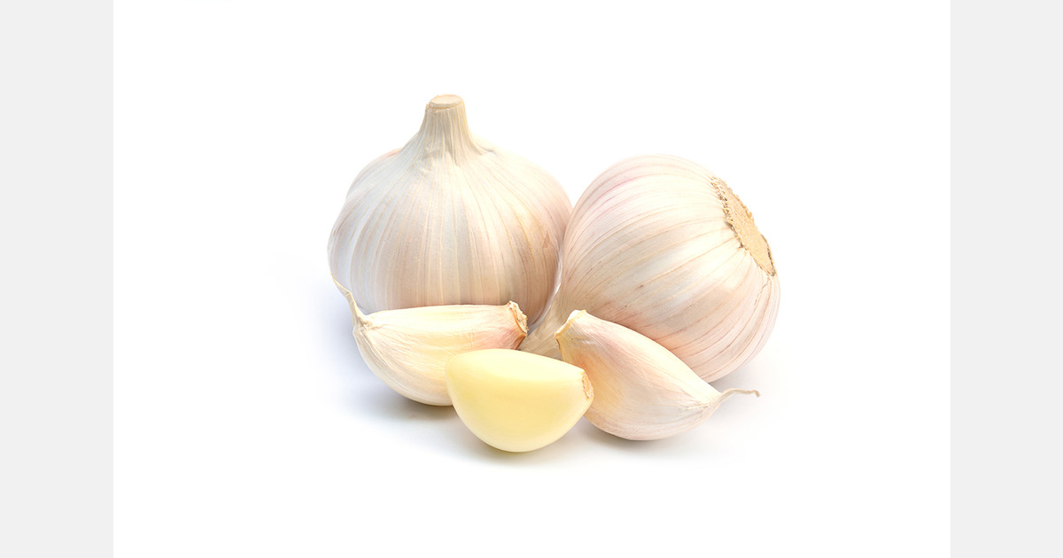 Certain compounds found in garlic can increase the lifespan of mice