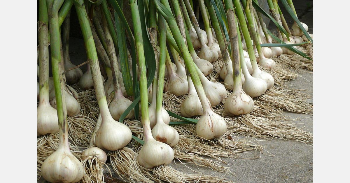 Ukrainian garlic varieties show stronger performance in Spain