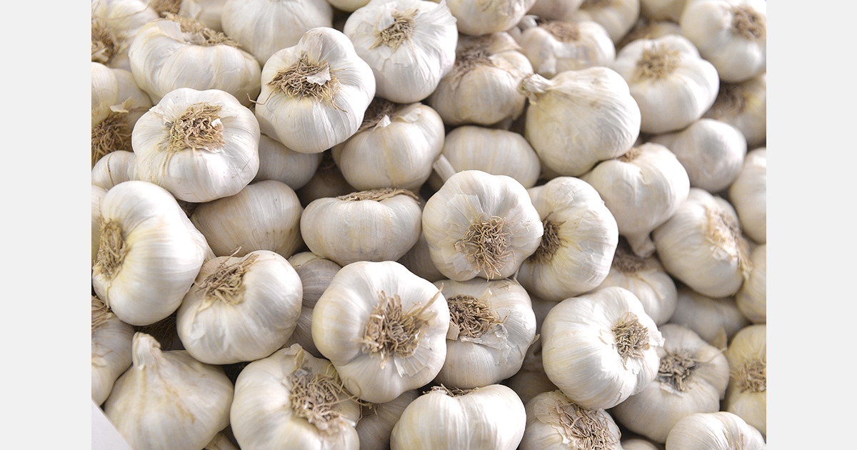 Mexico faces heavy inflows as garlic supply surges globally