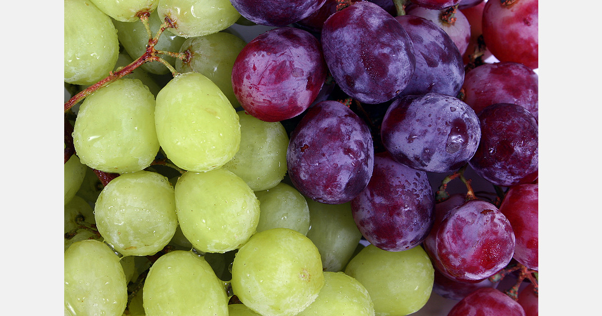 Chile standardizes table grape sizes