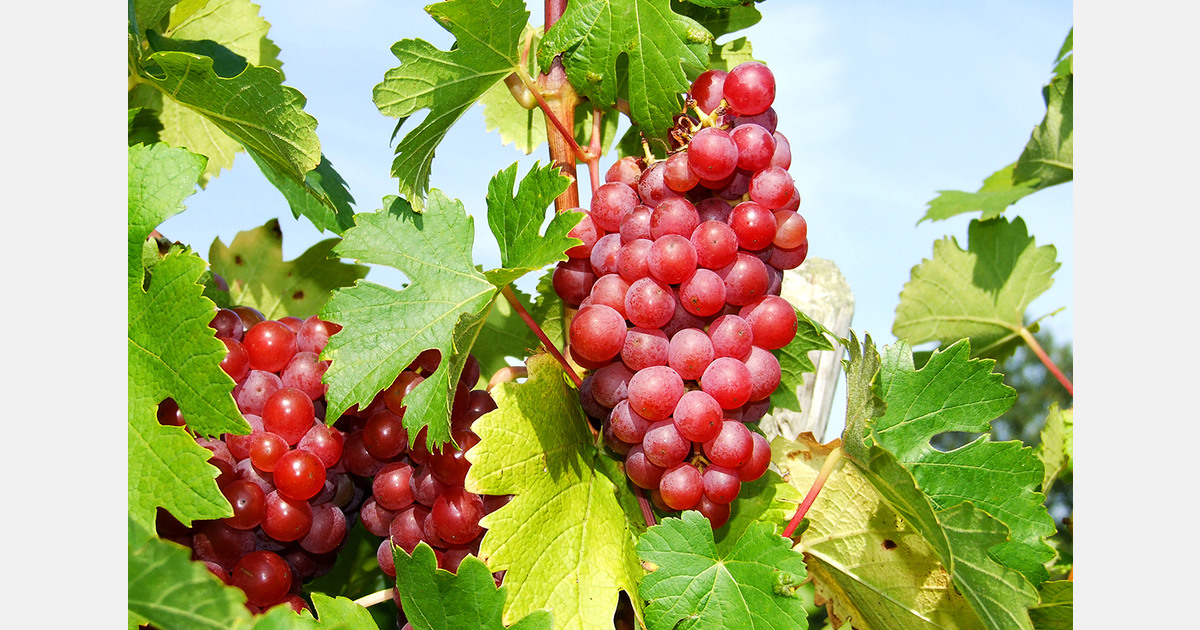Moldova targets higher table grape export value