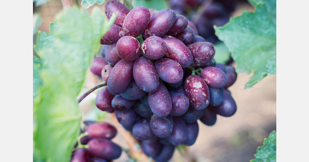 Fruit industry renews Public Sector Partnership to boost Cape Town Container Terminal capacity